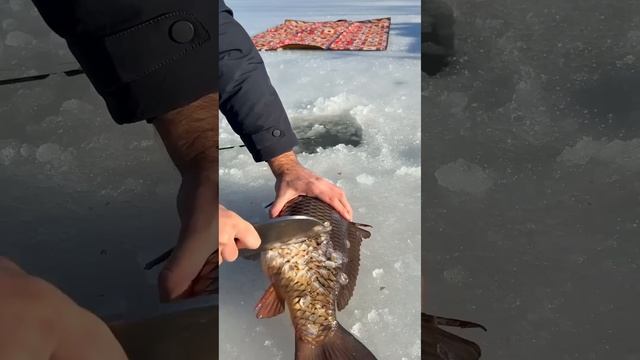 🐟😋 Готовим ВКУСНЫЕ жареные кусочки КАРАСЯ с овощами