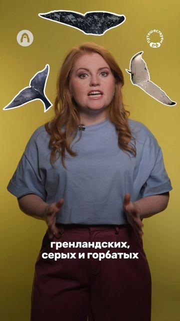 Шантары — здесь рождаются киты