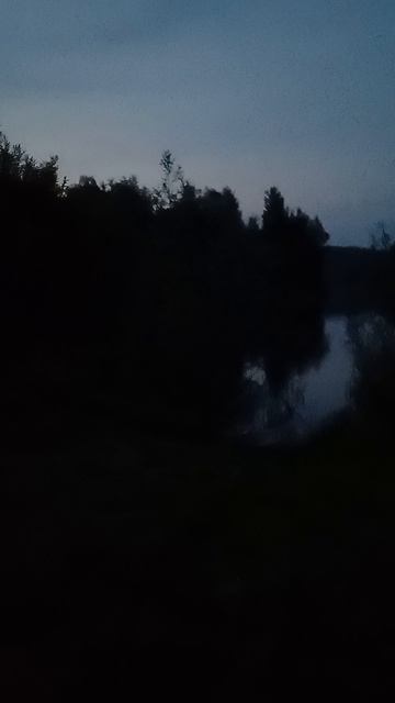 Ночные птицы.
