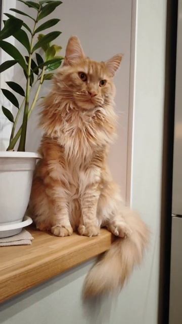 Мое котэ