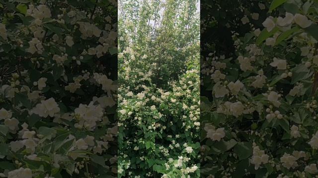 Жасмин . Видео Баталовой Елены . 🎥