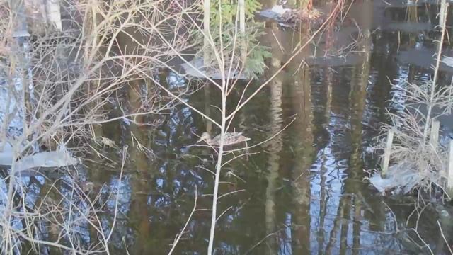 водоплавающие птицы утки