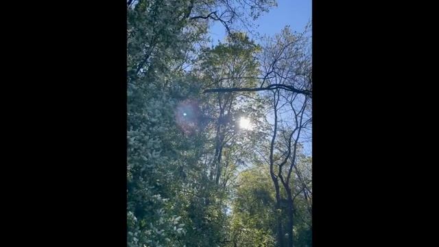 «Соловей». Стихотворение Елизаветы Лаптевой в авторском исполнении. 
#Елизавета #Лаптева #shorts