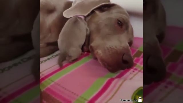 Щенок прячется под одеяло
