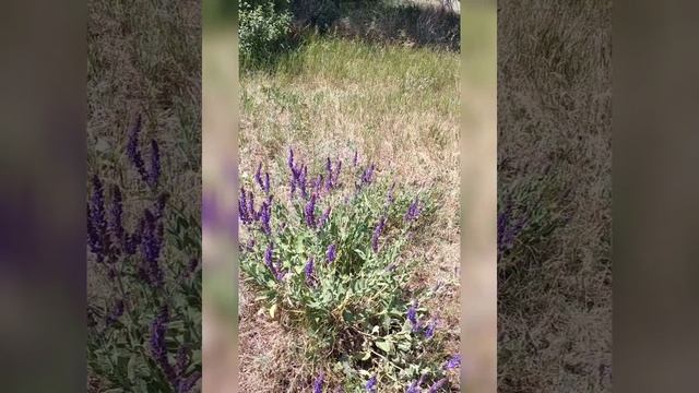 Шалфей - цветок вечной молодости #шалфей #аптека_дома #собираем