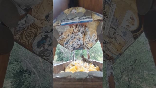1000044317.mp4Жизнь кормушки.08.06.2025г.