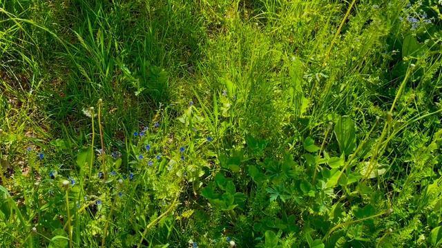 08-06-2025 утро, цветы и коты😽🐈💐🌼🌱🌿🚶♀️