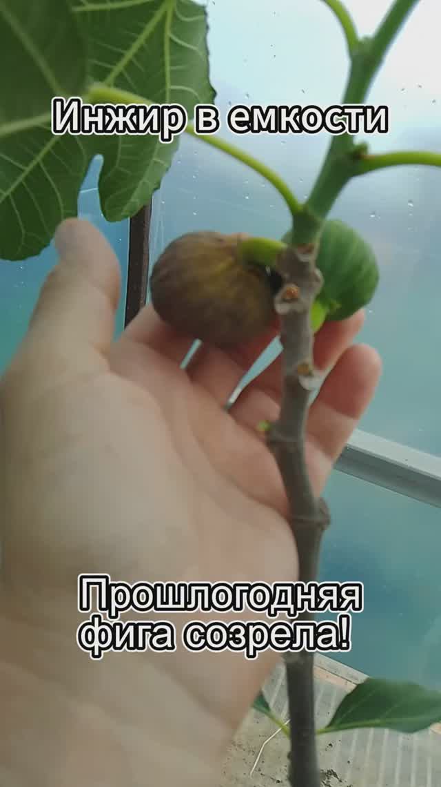 Прошлогодняя фига созрела! #инжир #сад #огород #прикол #garden
