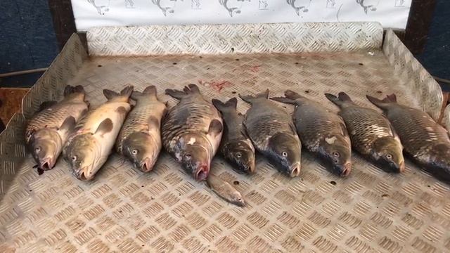 итоговый улов карпа на большом водоёме