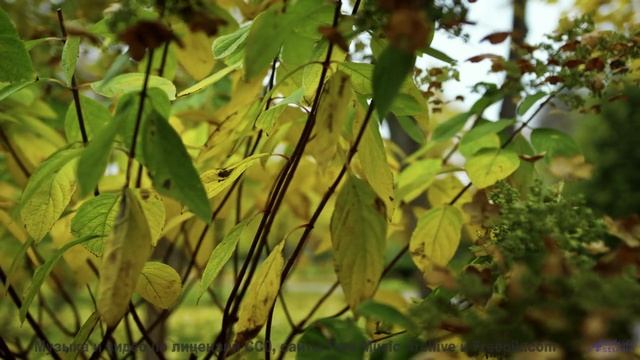 Поля звучат, как сердце планеты, под такую мелодию - 11 Arising -- Ketsa -- Free and Beautiful