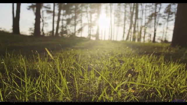 Это видео - лекарство от всех грустных дней! - Rebel -- Mise Darling -- Rebel