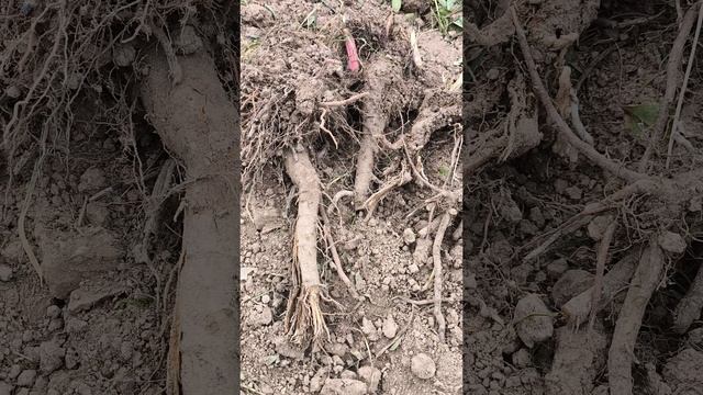 Вопрос на засыпку: от чего эти корни?