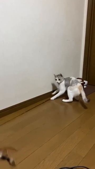 Хиханьки 9