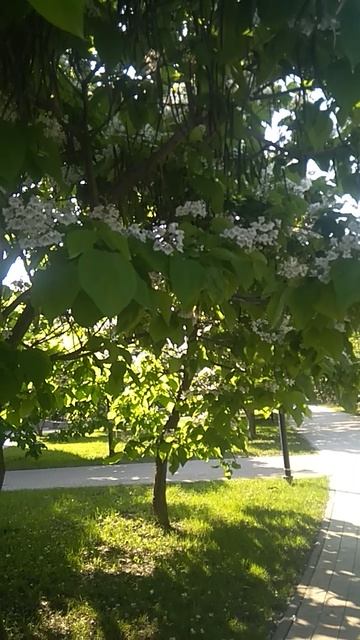 VID_20250608_165115.mp4