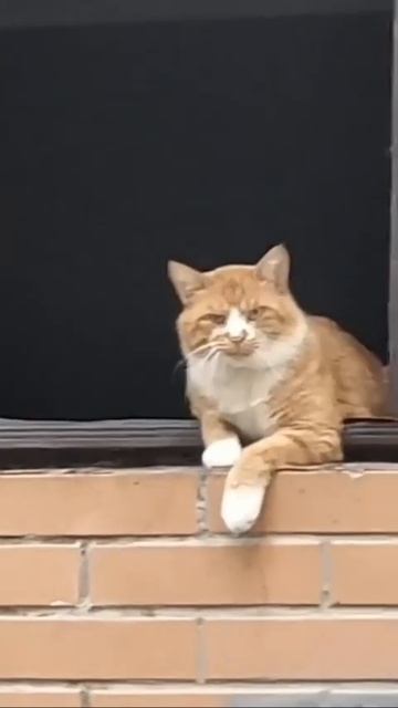 Главный авторитет на районе 🐈🤩❤️