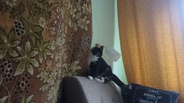 Видео WhatsApp 2025-06-08 в 09.54.18_e538e0ae
