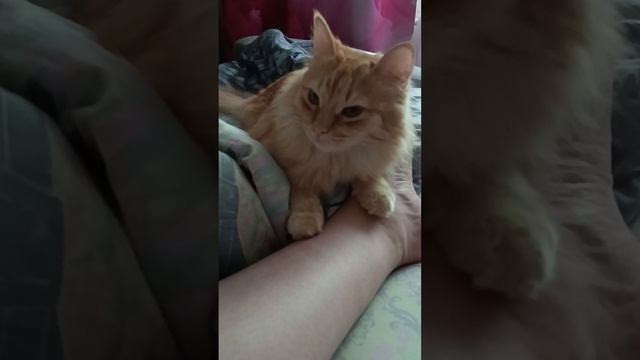 Кусь 😸