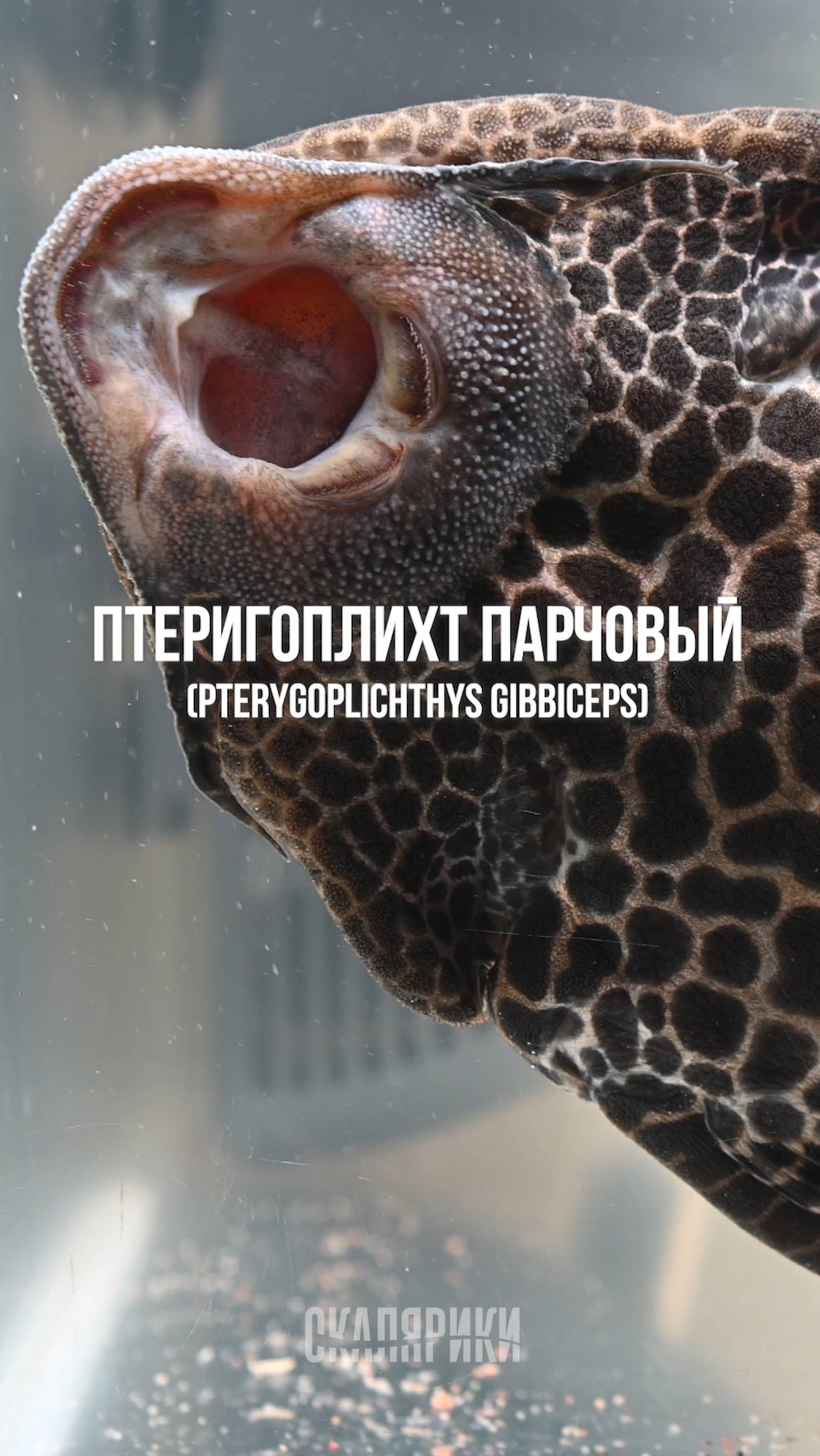 Парчовый сом в аквариуме