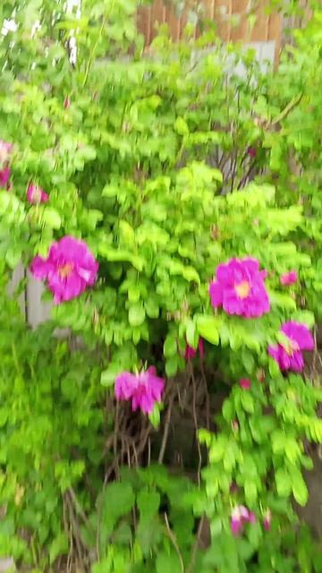 Пчелка работает на шиповнике.