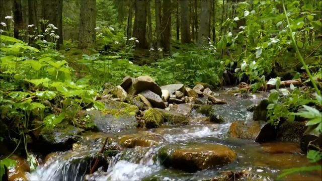 Музыка Природы, в каждой нотке звучит успокоение часть 5