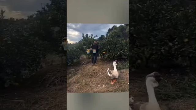 Вот как надо помогать!