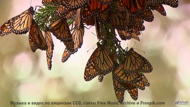 Запретная красота - то, что вам не должны видеть! - Not Today -- Derek Clegg -- Old Town Worry