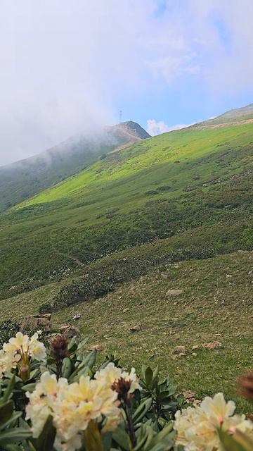 Рододендроны, Красная Поляна