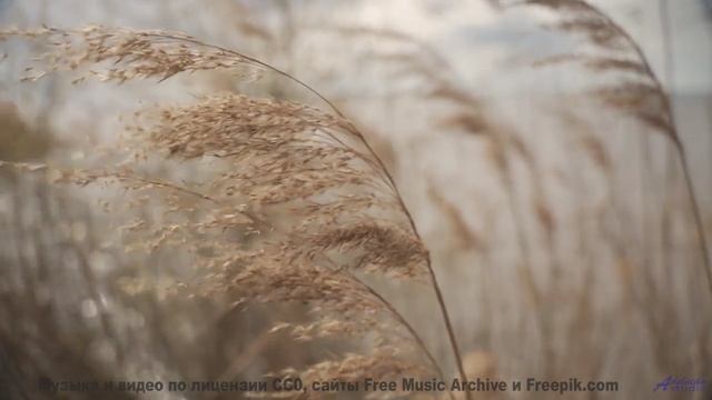 Леса манят сильнее, когда сопровождает такой саунд - feeling -- Vincent Augustus -- Bad People Make