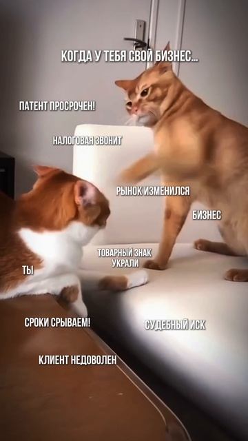 Все мы немного котики