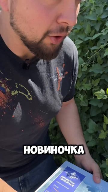 Северные креветки