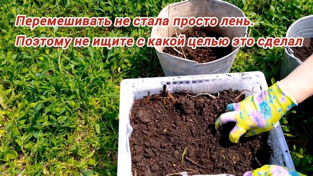 Высадка ПЕТУНИИ для цветения в июле. БЮДЖЕТНЫЙ вариант