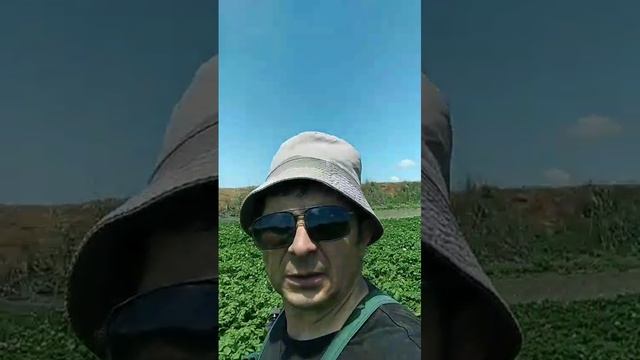 ПЛАНЫ НА УРОЖАЙ 🥰🥰🥰
