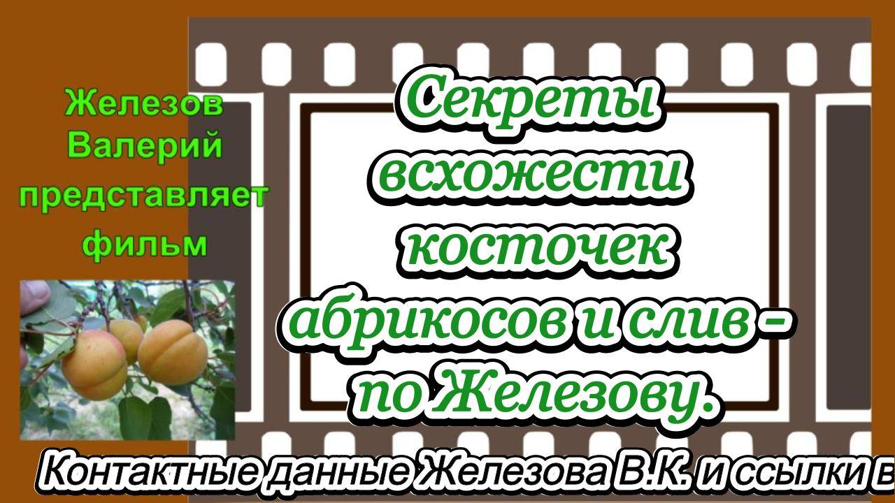Секреты всхожести косточек абрикосов и слив - по Железову.