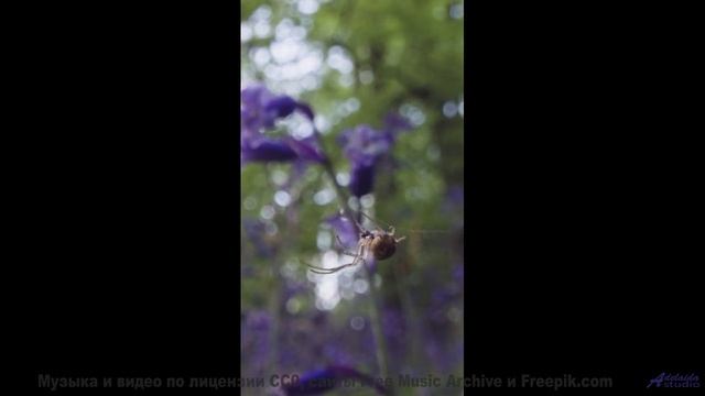 Что скрывают эти звуки - Bee Careful Of Da Beez -- Lance Romance -- Session On Devils Day