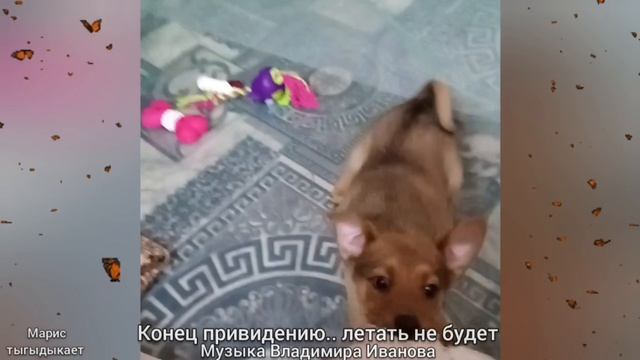 КОНЕЦ ПРИВИДЕНИЮ ... ЛЕТАТЬ НЕ БУДЕТ 🐶