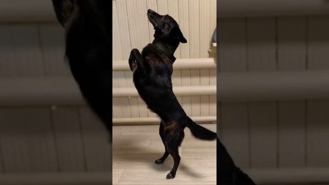 Милая малышка Черри очень 0очет домой❤️