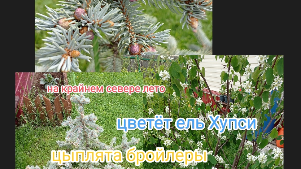 Сибирь/жара и пекло/цветёт ель Хупер/цыплята бройлеры