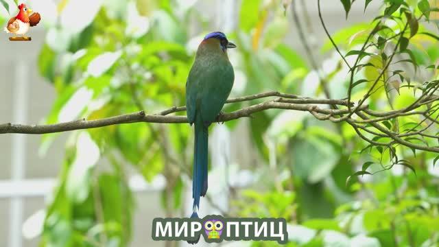 Мир птиц – красота и грация пернатых созданий Природы 🦩🦚🦜 Выпуск (191) 🦉🐦🐤