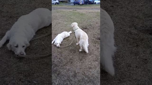 1000021125.mp4
