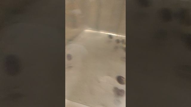 лотос