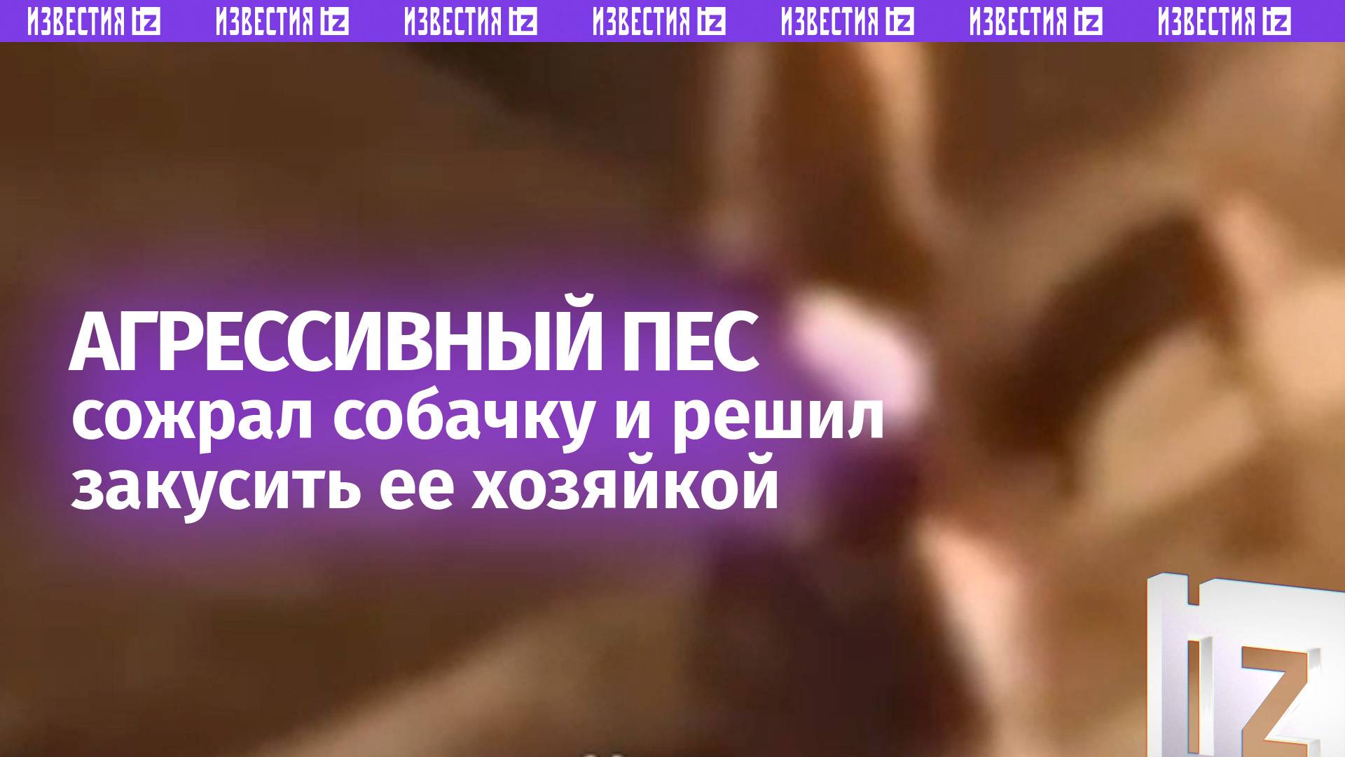 Агрессивный стаффорд набросился на маленькую собаку и ее хозяйку в Краснодаре
