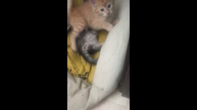 Котята рождённые 7 апреля в БЛАГОВЕЩЕНИЕ