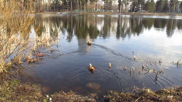 утки огари плавают по озеру