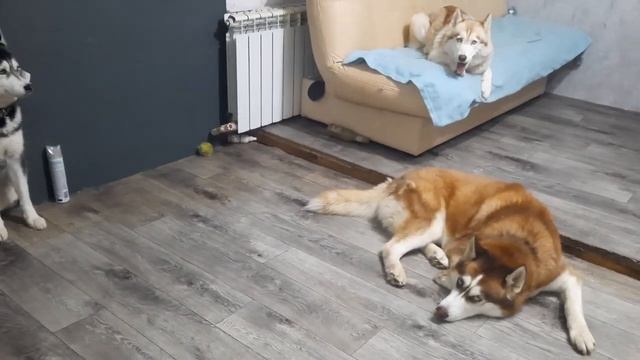 Почему хаски такие карпизные_ У нас ПОПОЛНЕНИЕ.