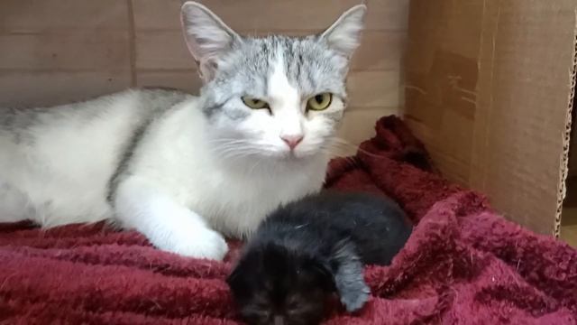 A kitten born to a stray cat is growing up /Котенок, рожденный от бездомн?