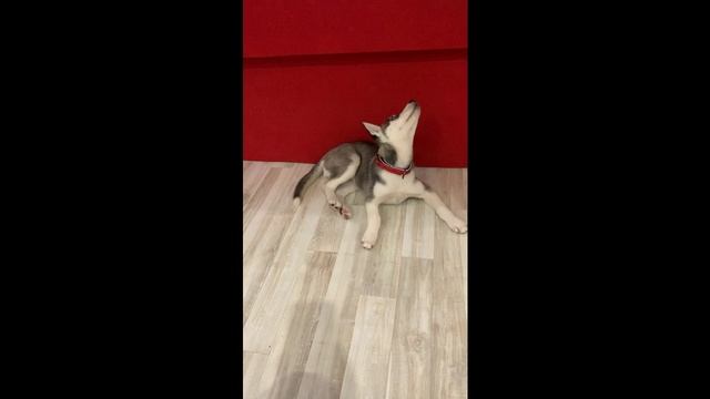 Хаски Чара
