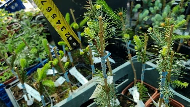 Промежуточные итоги прививка хвойных 2025. Купить р9 привитые хвойные