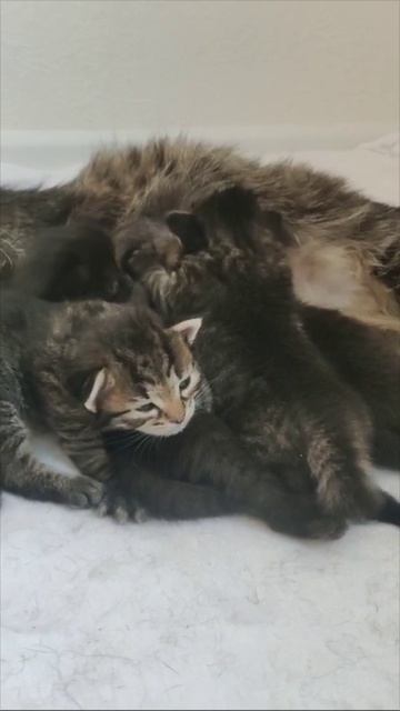 Шикарные котята от красивой кошки🙏🙏🙏