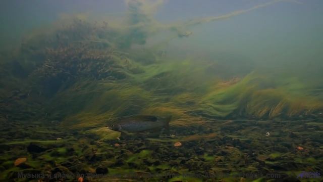 Беспокойство исчезает, когда кадры сменяются под эту мелодию - Deny -- Double-F the King -- Discover