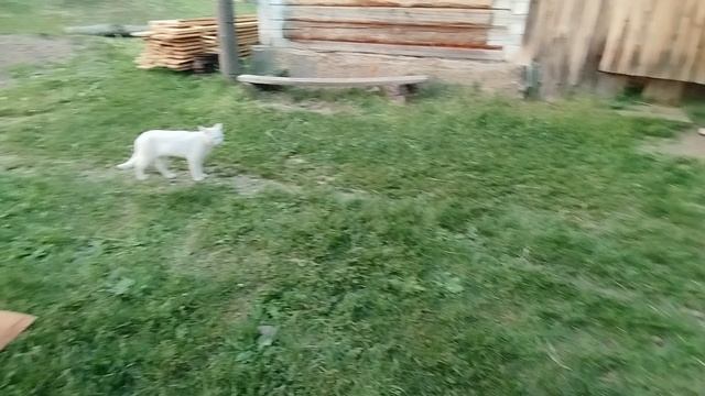коржик и дарки 08-06-2025